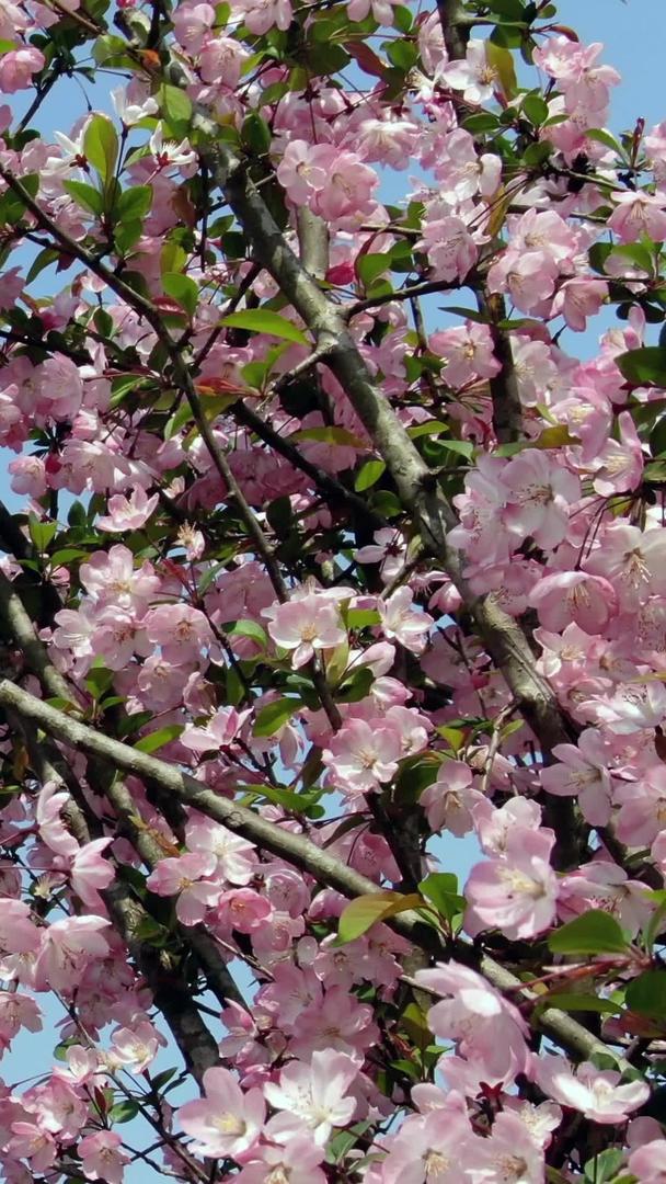樱花移动镜头视频的预览图