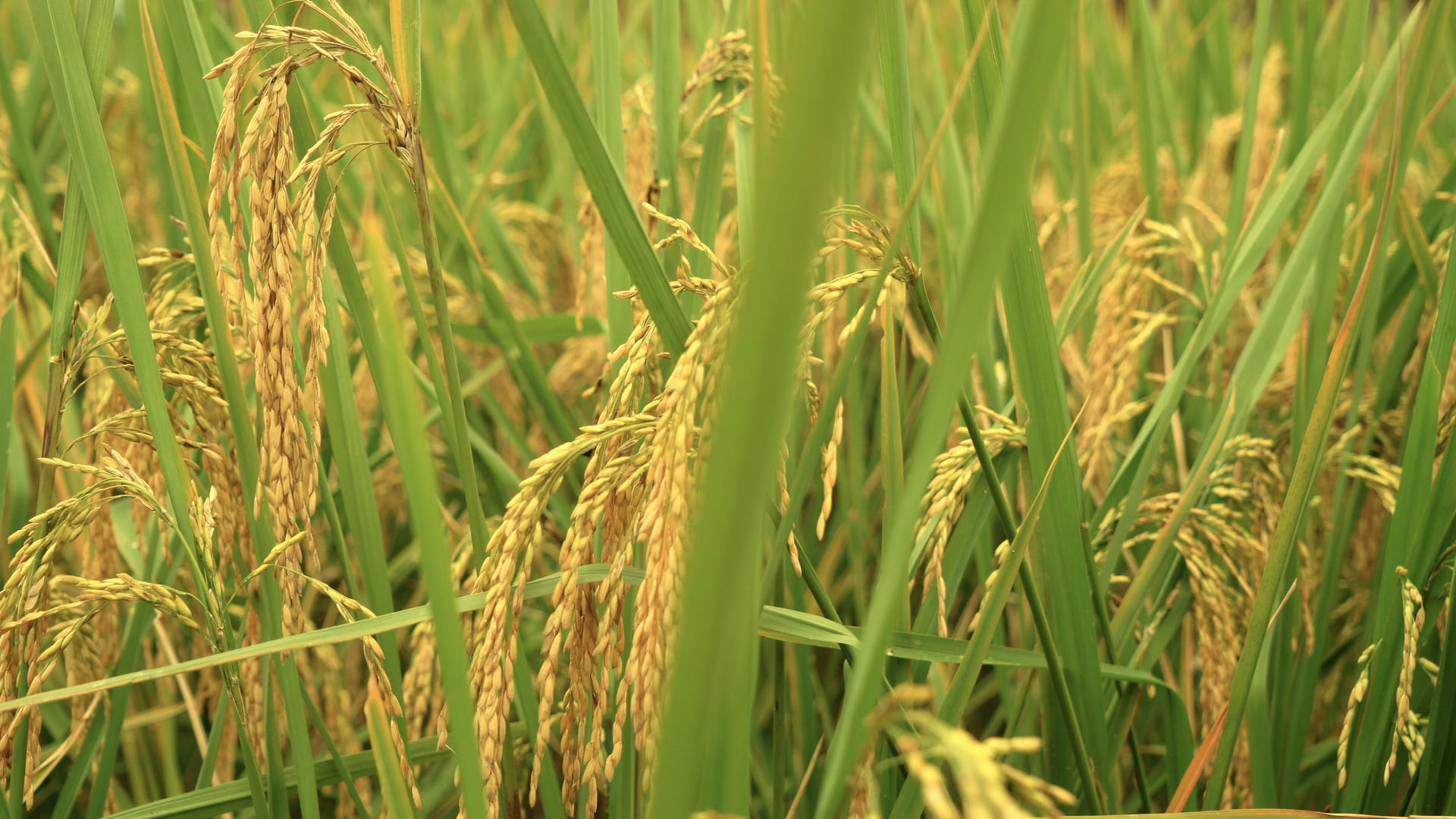 丰收季节成熟的沉甸甸稻穗视频的预览图