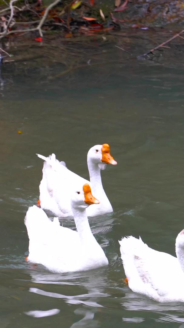 家禽大鹅在池塘里收集视频的预览图