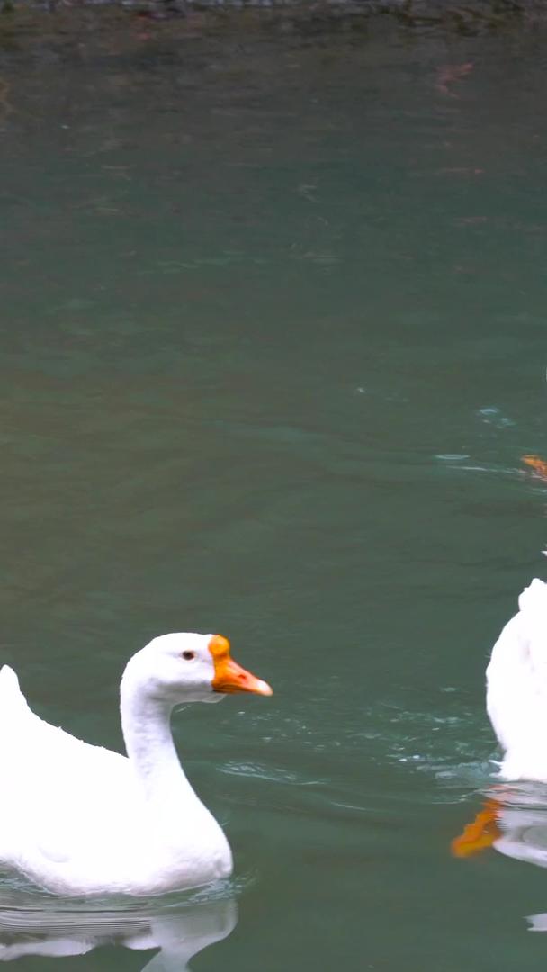 家禽大鹅在池塘里收集视频的预览图