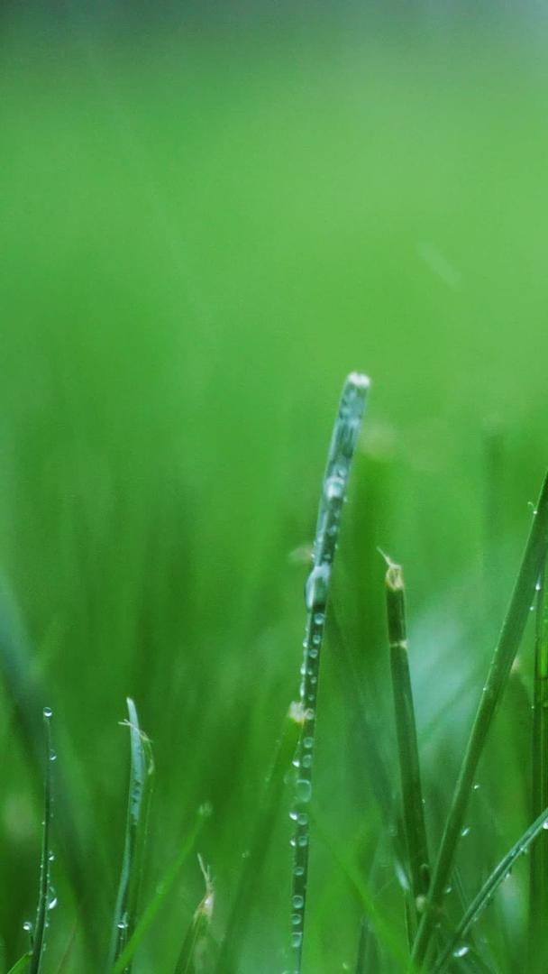 雨中草地小草风吹雨打绿植视频的预览图