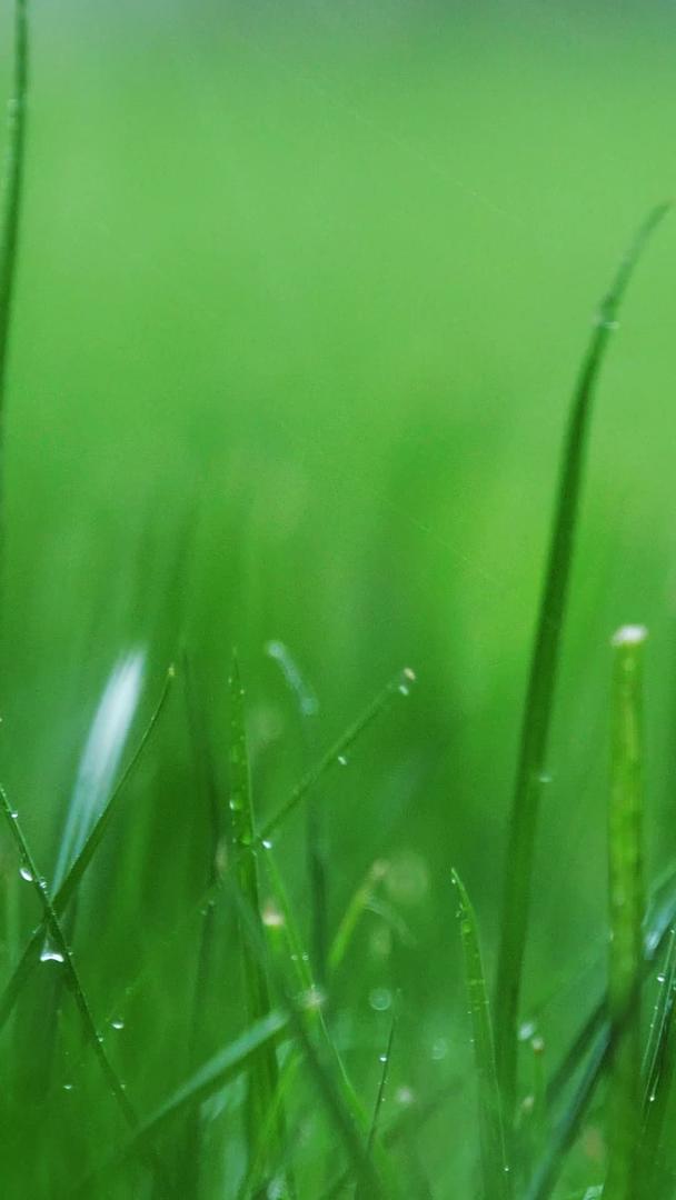 雨中草地小草风吹雨打绿植视频的预览图