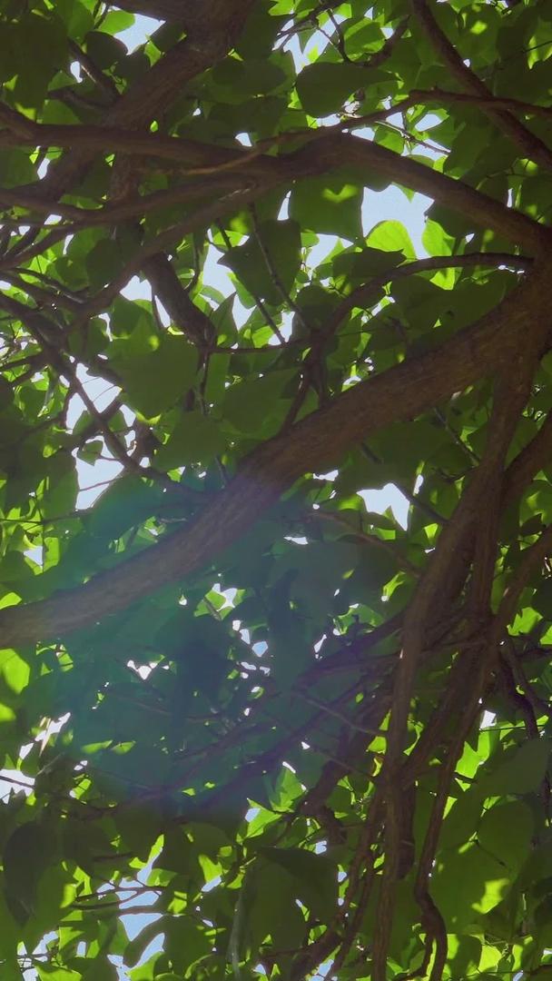 夏日的阳光投射到树影上视频的预览图
