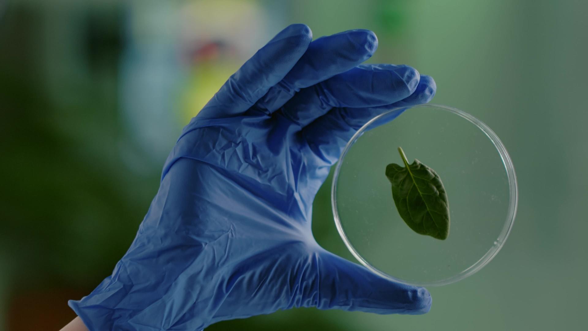 垂直视频关闭了生物学家的生物学家垂直版手里拿着绿叶的花生盘视频的预览图