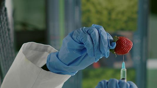 垂直视频科学家使用DNA注射草莓的液体视频的预览图