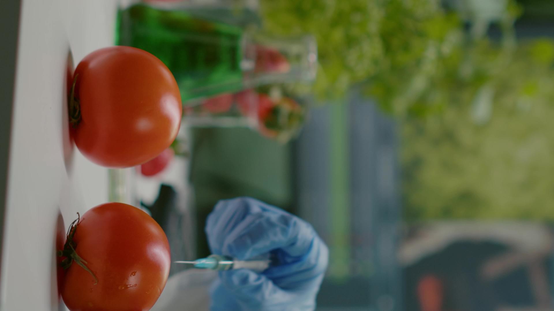 垂直视频科学家用杀虫剂注射有机番茄视频的预览图