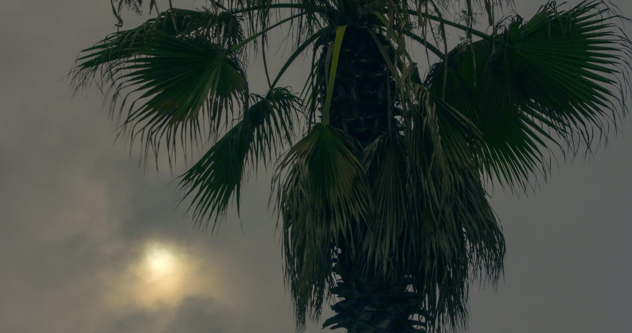 日落时间过长热带棕榈树环绕视频的预览图