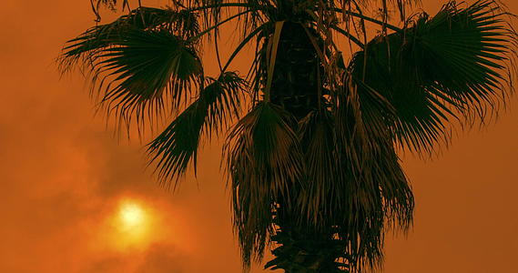 日落时热带棕榈树视频的预览图