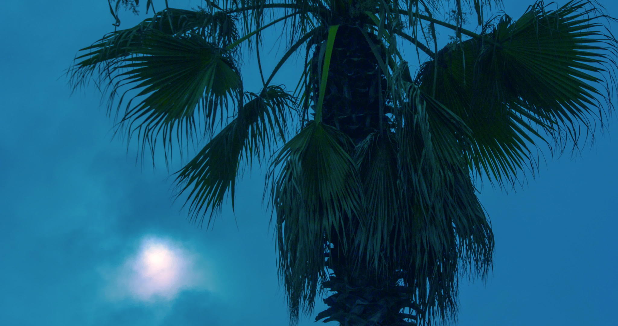 热带棕榈树海滩日落时视频的预览图