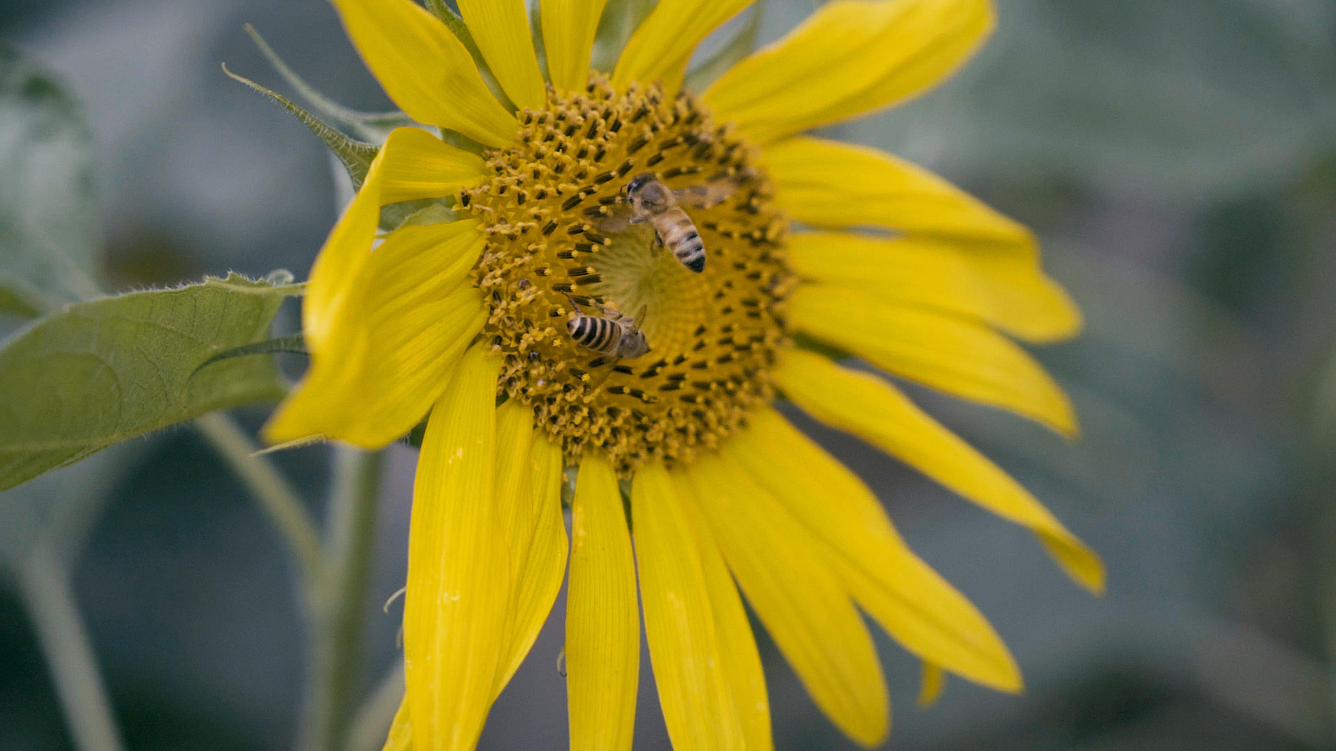 蜜蜂采蜜高速摄影视频的预览图