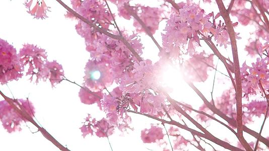 春日逆光紫花风铃花视频的预览图