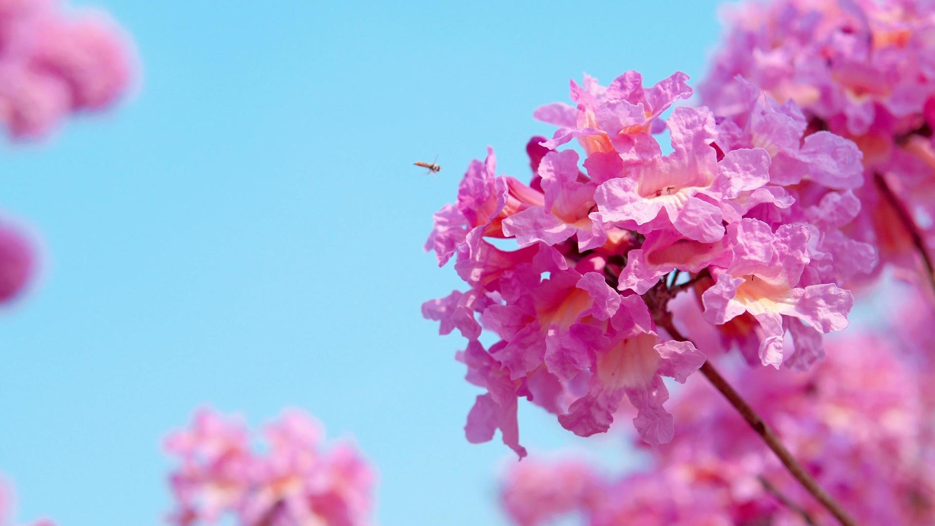 春日花开紫花风铃木视频的预览图