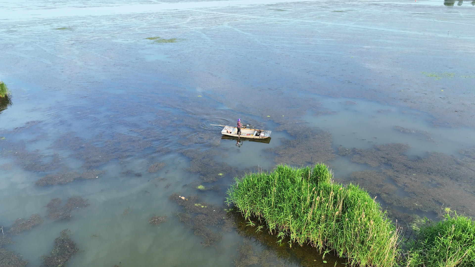 航拍山东济宁5A级微山湖旅游区芦苇中的小船4k素材视频的预览图