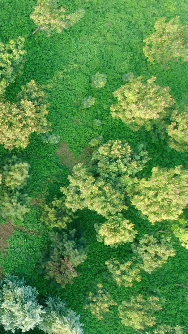 树林鸟瞰视频的预览图