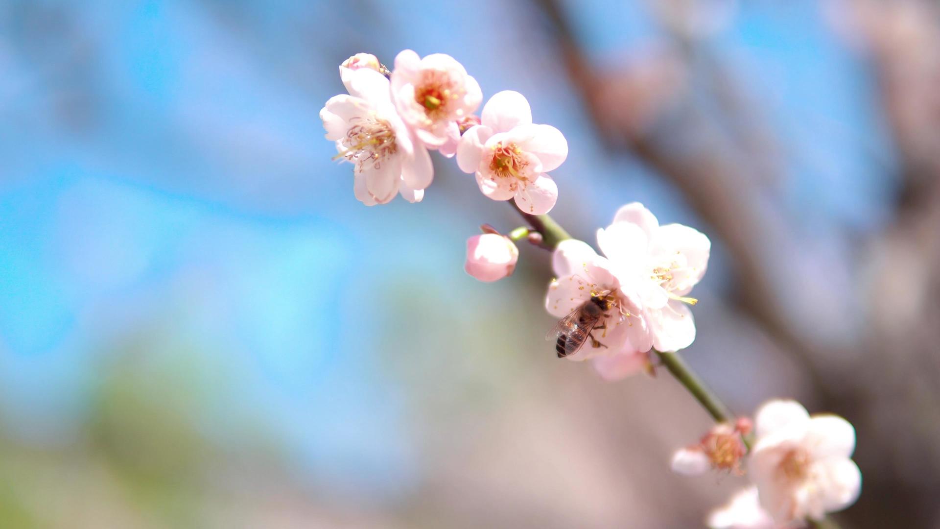 初春城市公园白色梅花采蜜蜜蜂视频的预览图