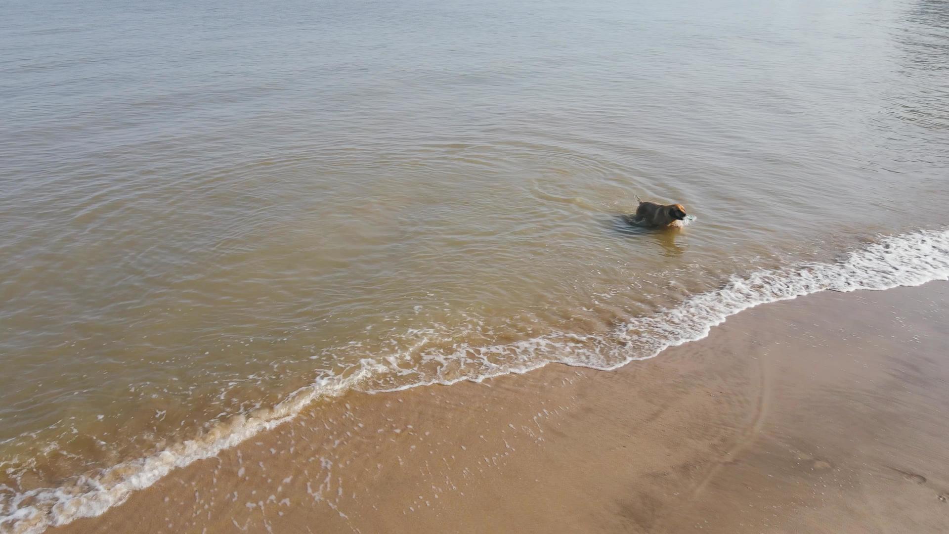 夏天沙滩上小狗海边玩水视频的预览图