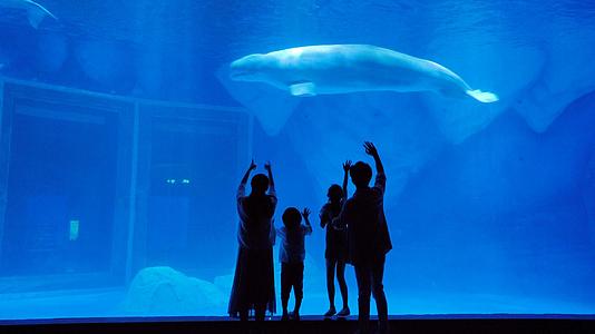 4k一家人带孩子看白鲸视频的预览图