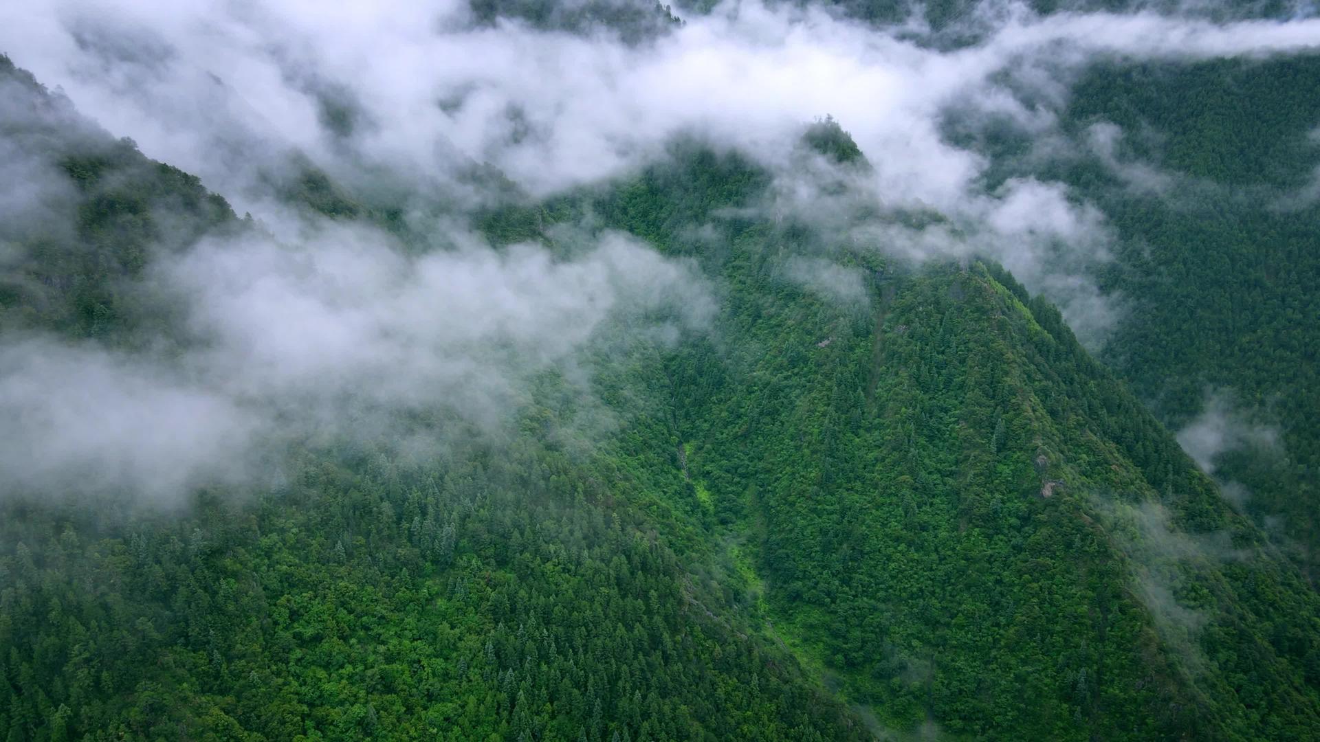 春季森林云雾缭绕4K实拍视频视频的预览图