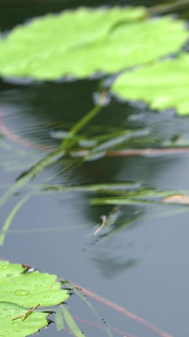 睡莲花苞在水中视频的预览图
