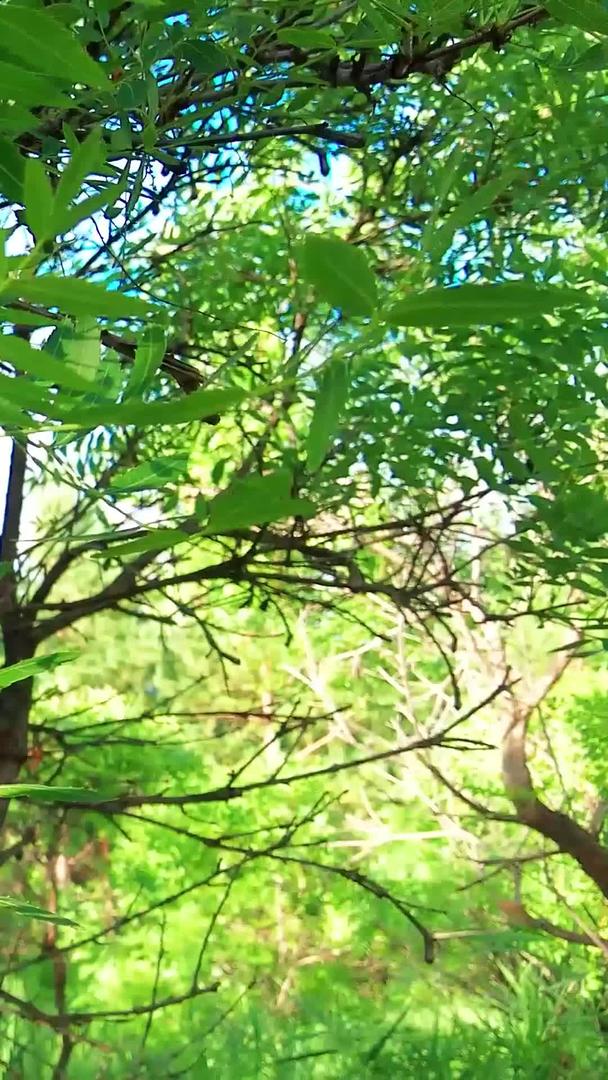 多角度多组镜头拍摄植物园野生核桃和核桃树视频的预览图