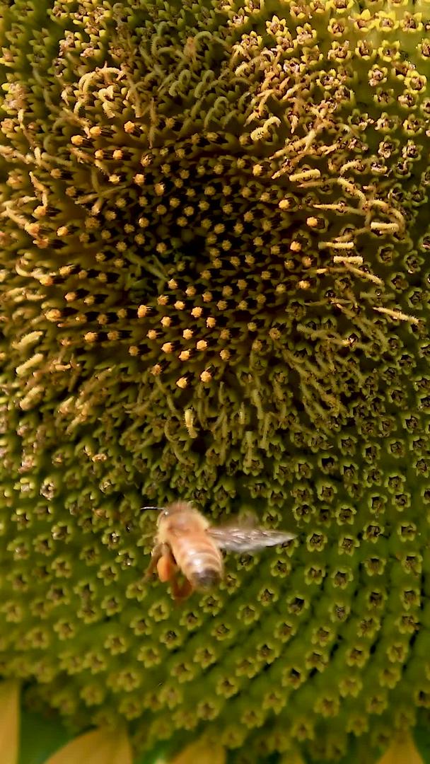 近距离拍摄向日葵花上采蜜的蜜蜂视频的预览图