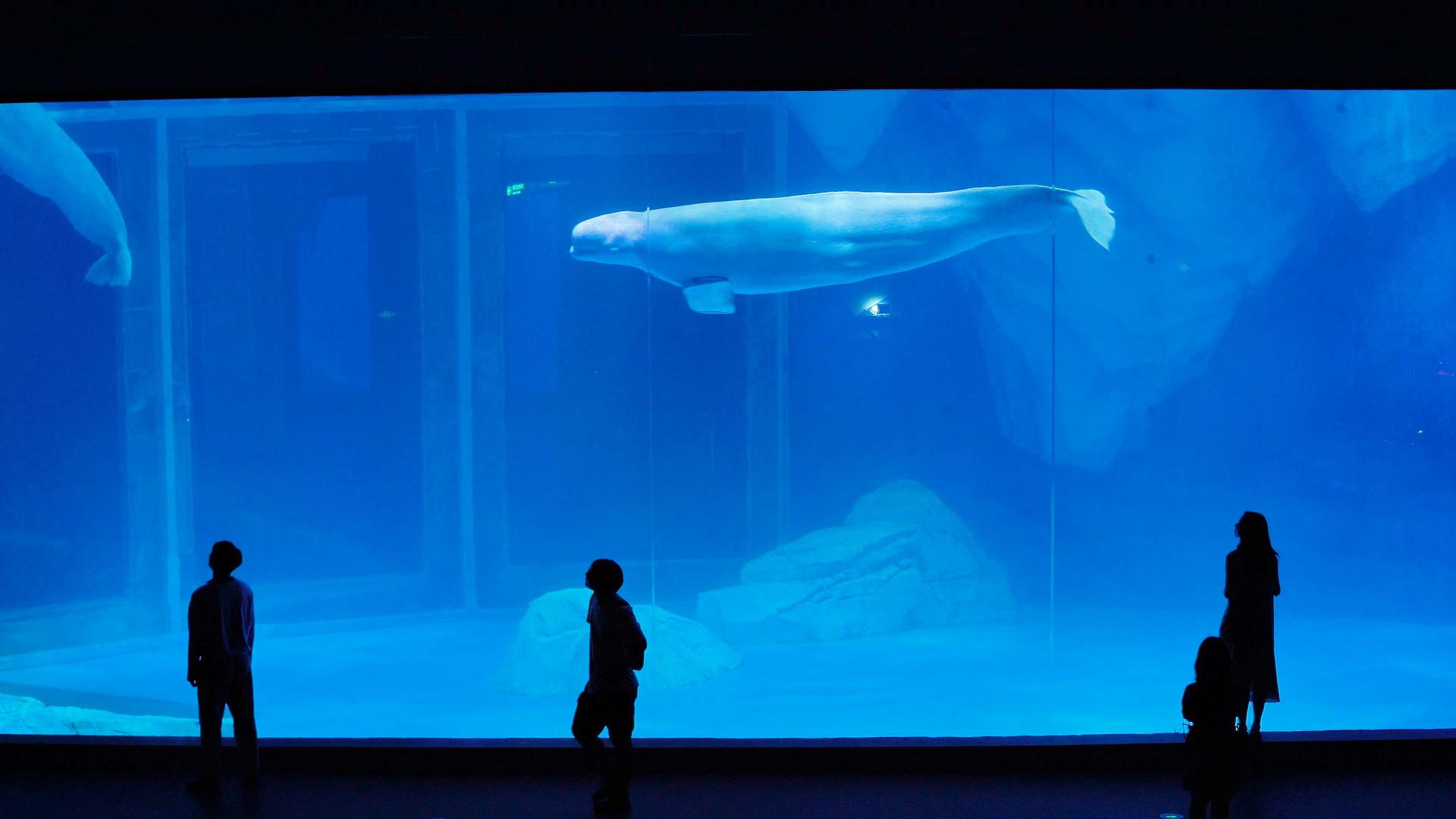4k在水族箱前面看白鲸的人剪影视频的预览图