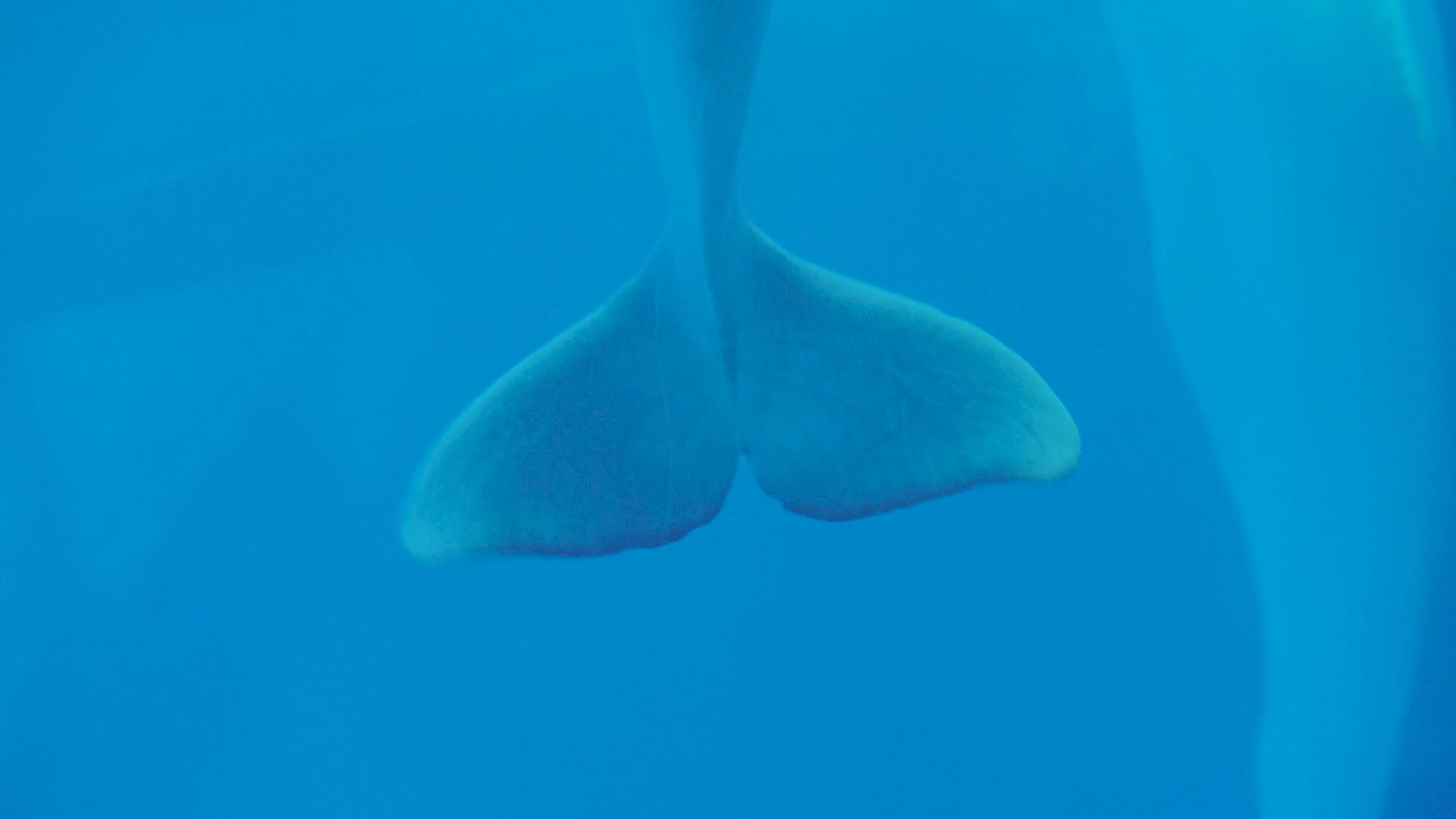 4k白鲸摇摆尾鳍视频的预览图