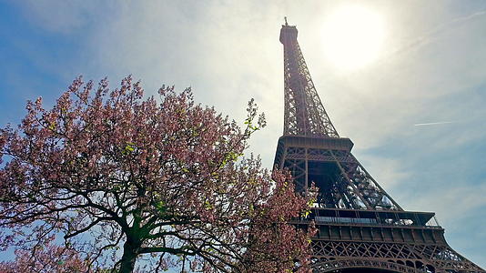 春月在巴黎观看埃菲尔塔樱桃树的开花Standicam视频的预览图