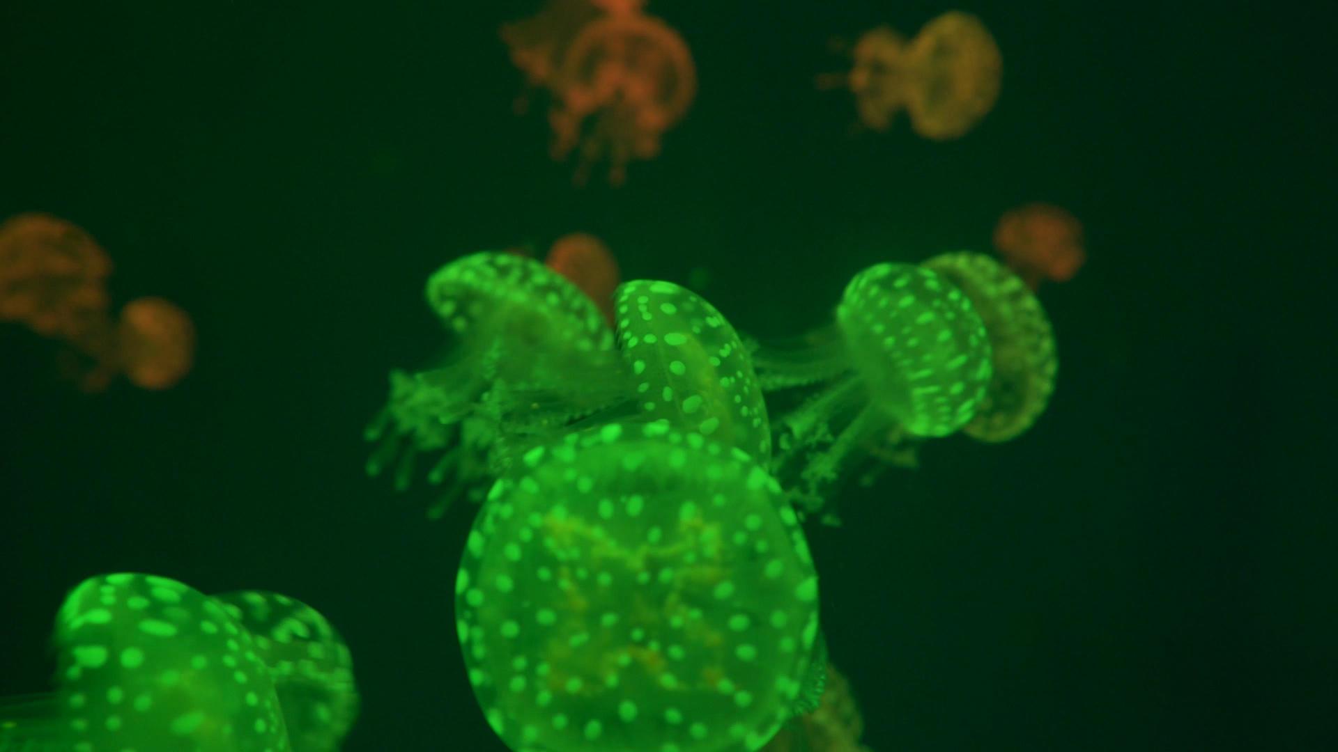 4k灯光下变色的水母视频的预览图