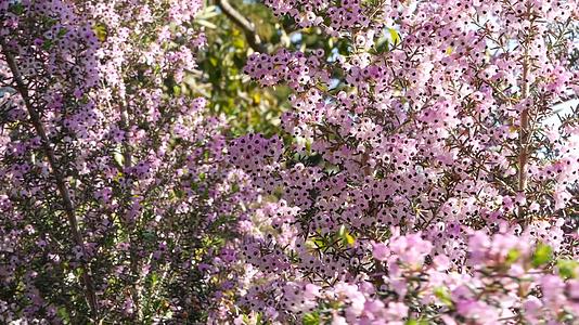 美国加利福尼亚州的希思树粉红色花朵Ericaarborea视频的预览图