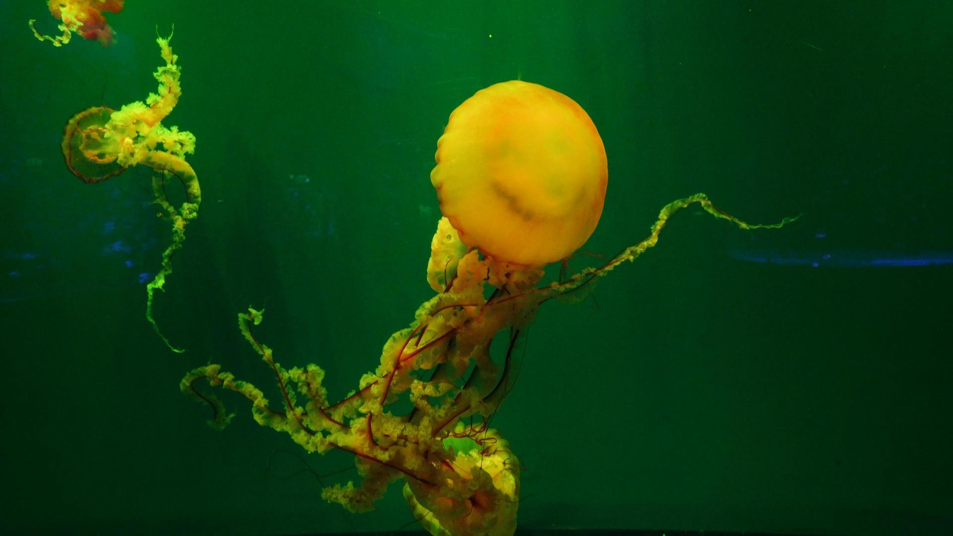 4k海刺水母视频的预览图
