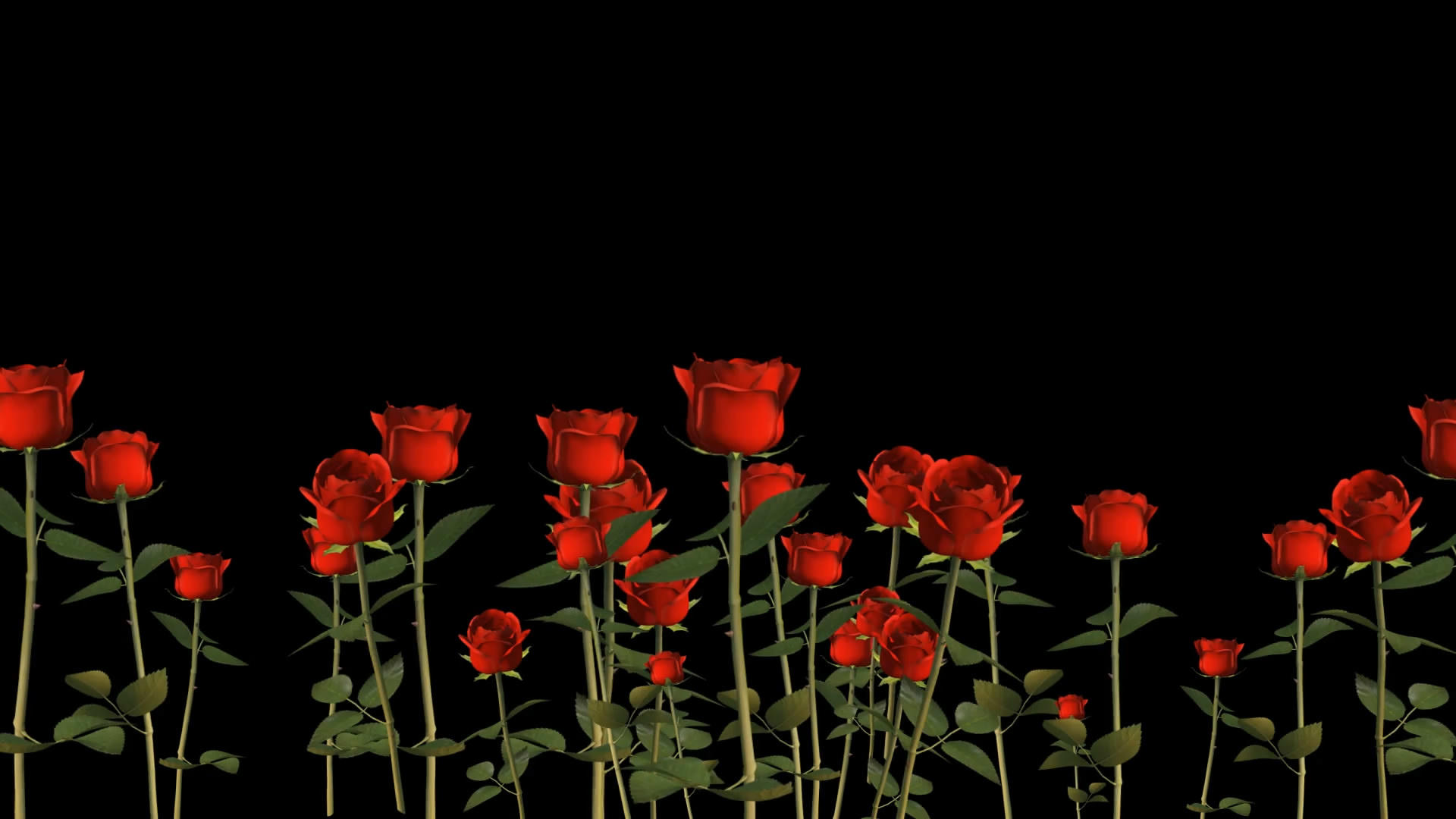 透明通道玫瑰花视频素材视频的预览图