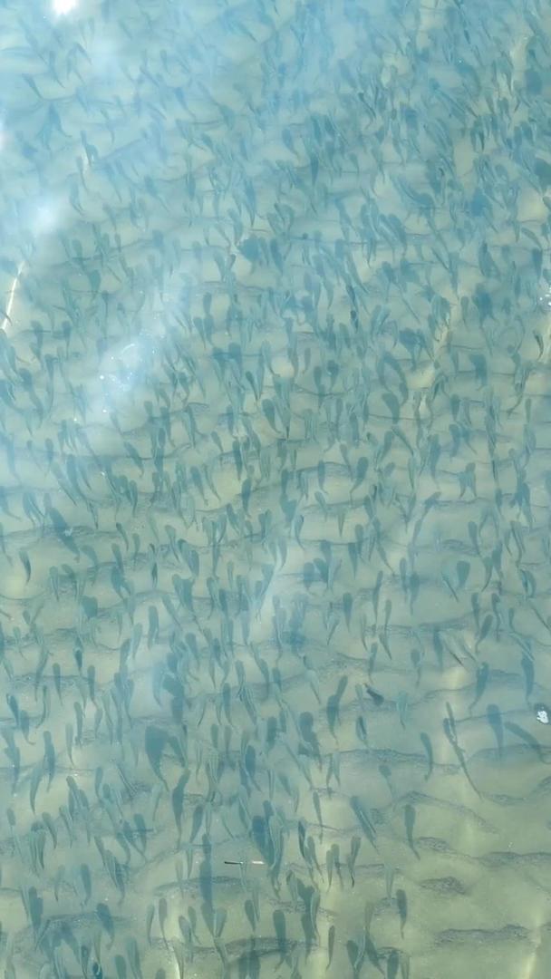 三亚海边浅滩上的鱼儿视频的预览图