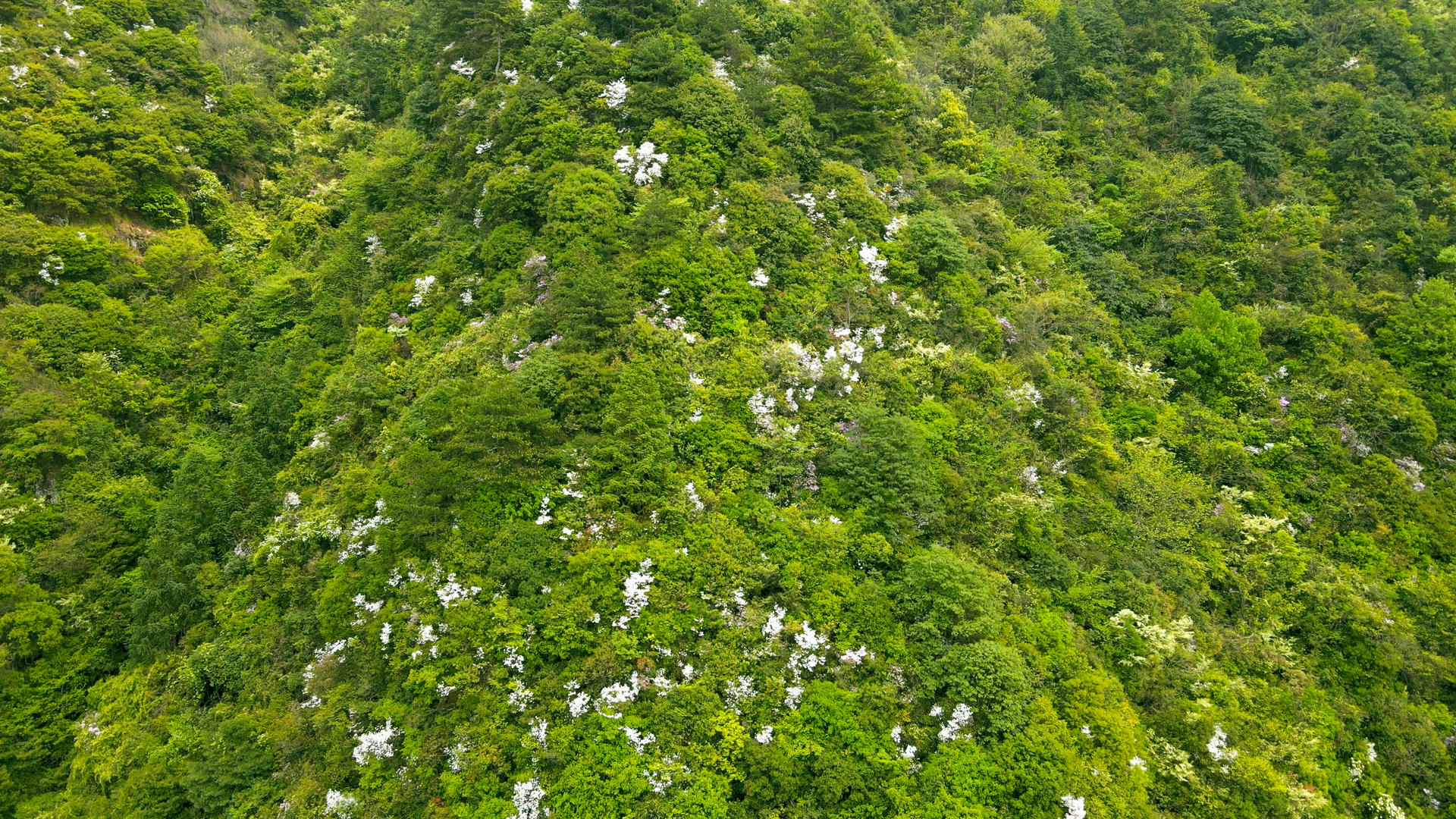 浙江南部森林山谷自然风光航拍合集4K视频的预览图