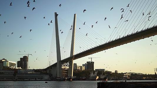 鸽子在桥上飞翔视频的预览图