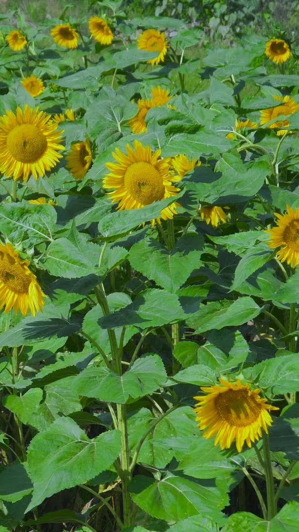 实拍农作物向日葵素材视频的预览图