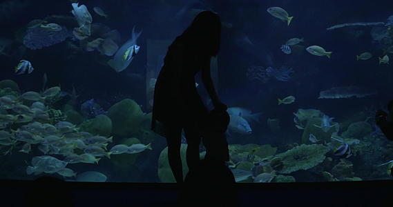 海洋世界水族馆的鱼视频的预览图