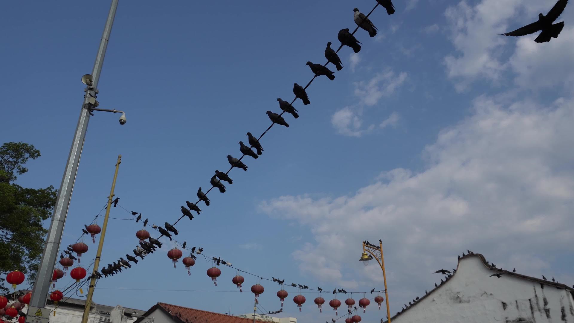 鸽子在街上飞翔视频的预览图