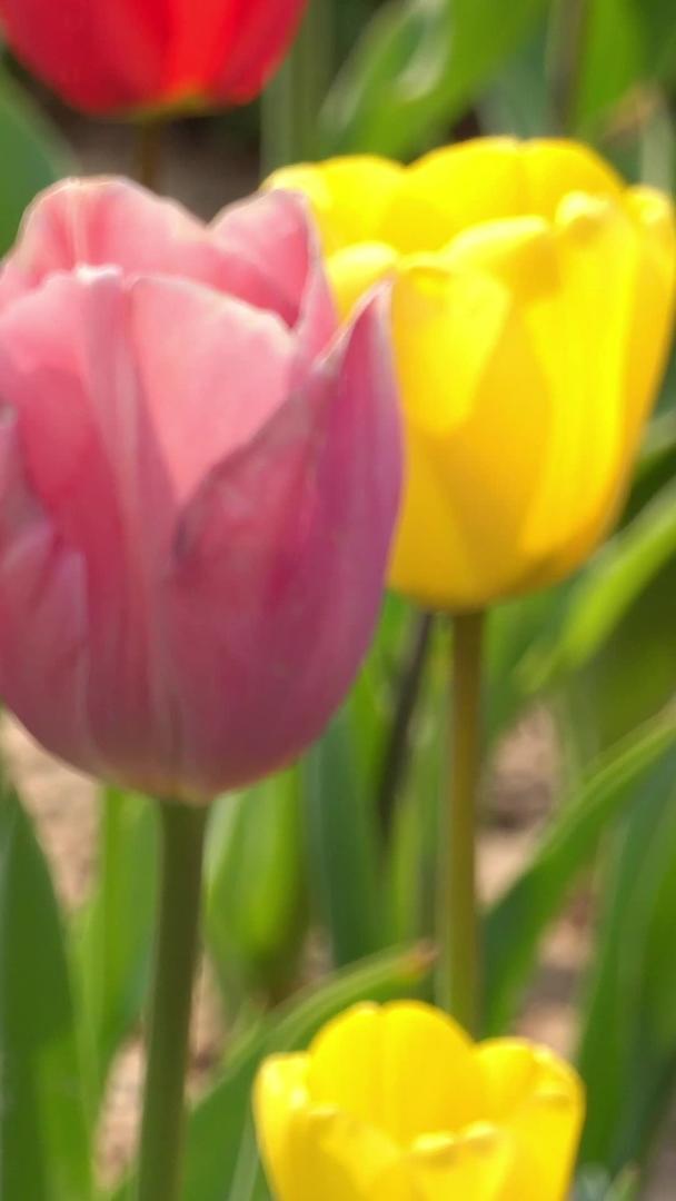 春天自然风光郁金香视频集合视频的预览图