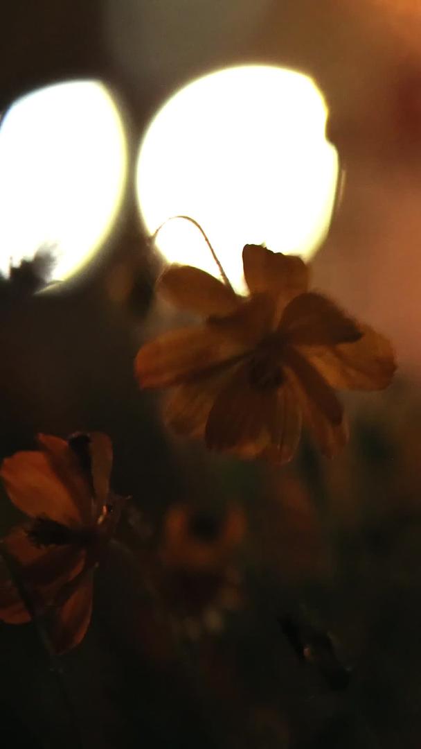 夜风中的小黄花视频的预览图