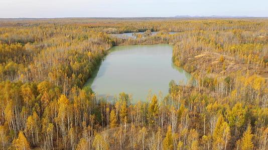 相机飞过一个长相的粉状有毒湖金矿被秋天的森林包围视频的预览图