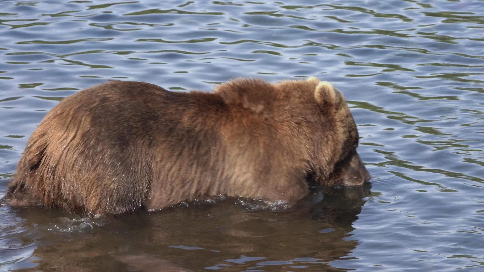 饥饿的棕熊站在水中寻找食物——红鲑鱼的天然栖息地视频的预览图