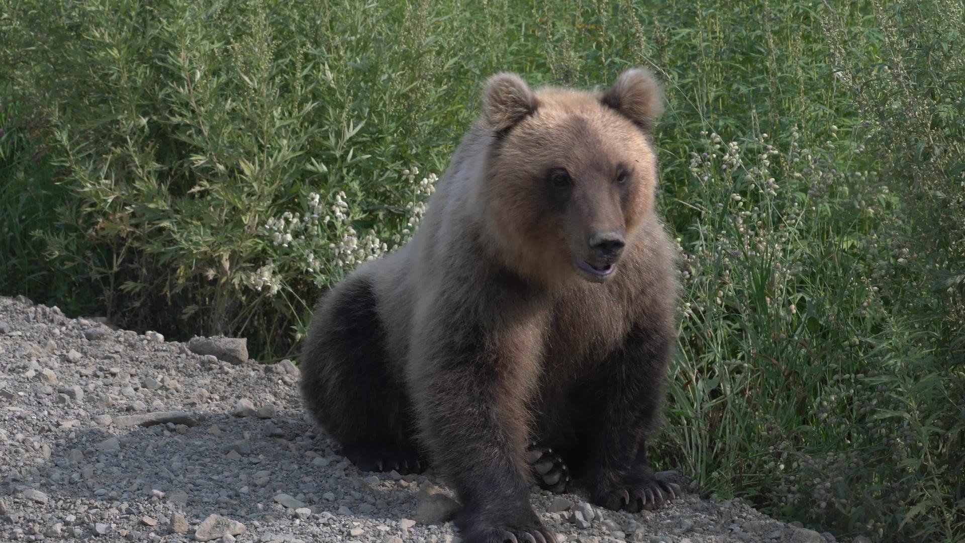 最大的恰特卡棕熊坐在沙砾乡间路边视频的预览图