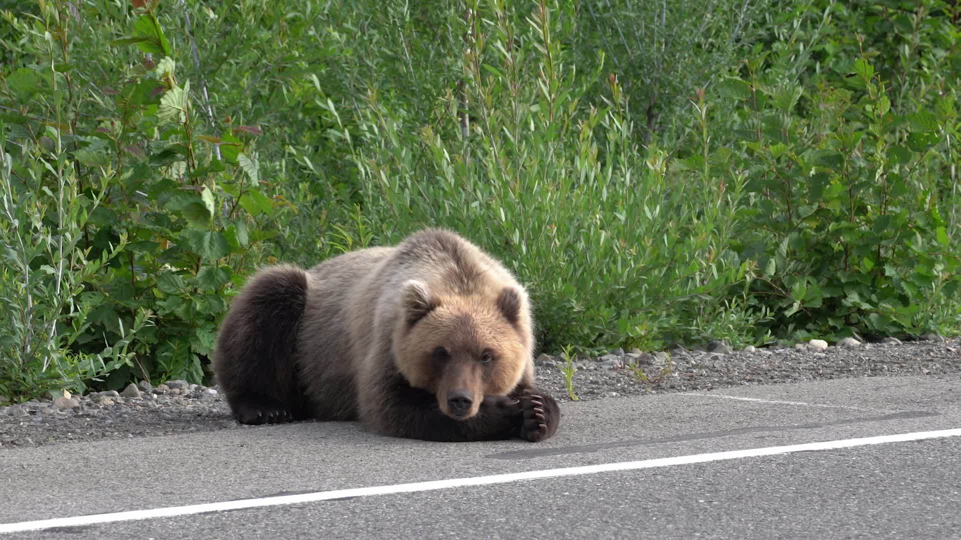 查特卡棕熊躺在沥青路边视频的预览图