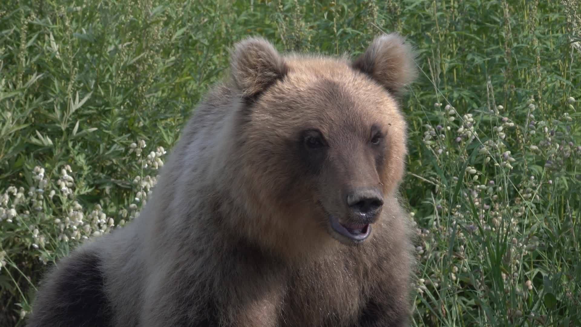 饥饿的恰特卡棕熊肖像视频的预览图