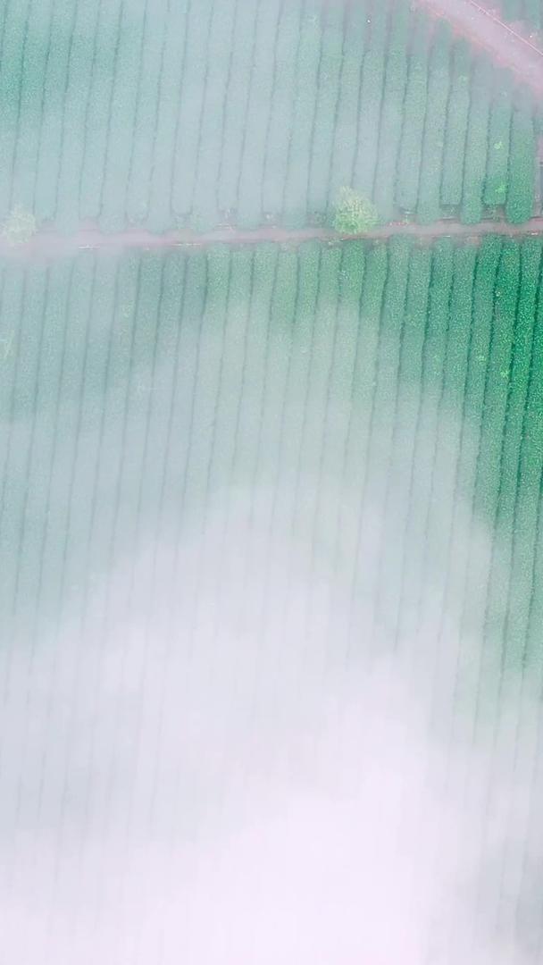航拍清晨云雾缭绕的茶园视频素材视频的预览图