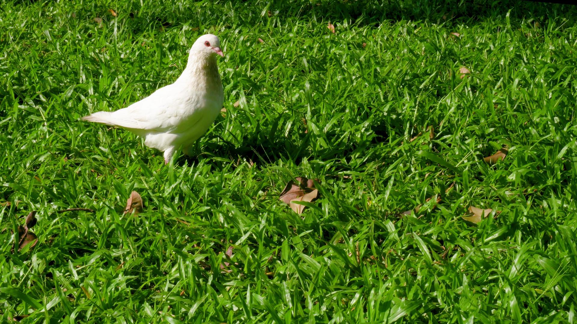 草地上白鸽行走视频的预览图
