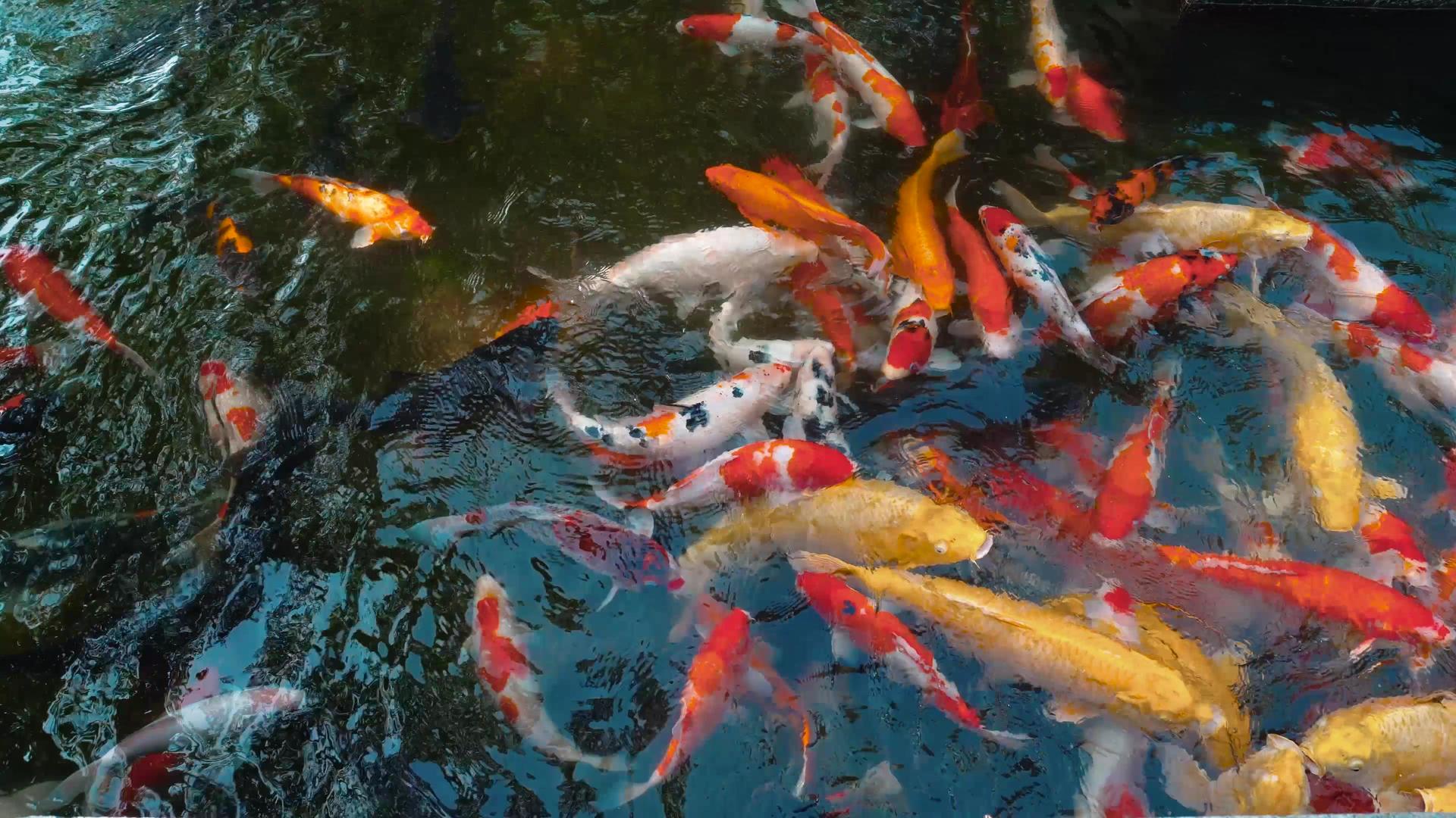 动物锦鲤水池游泳视频的预览图