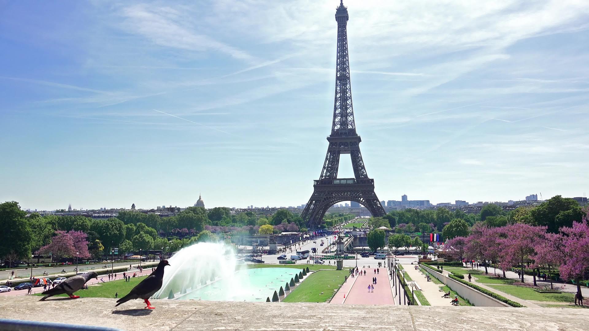 在热带溪流中鸽子以法国巴黎的埃菲尔塔为食人之地视频的预览图