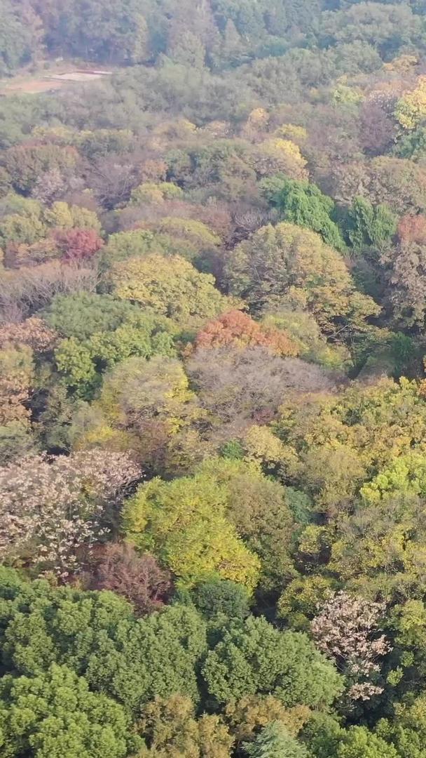 南京明孝陵古建筑秋季风景视频的预览图